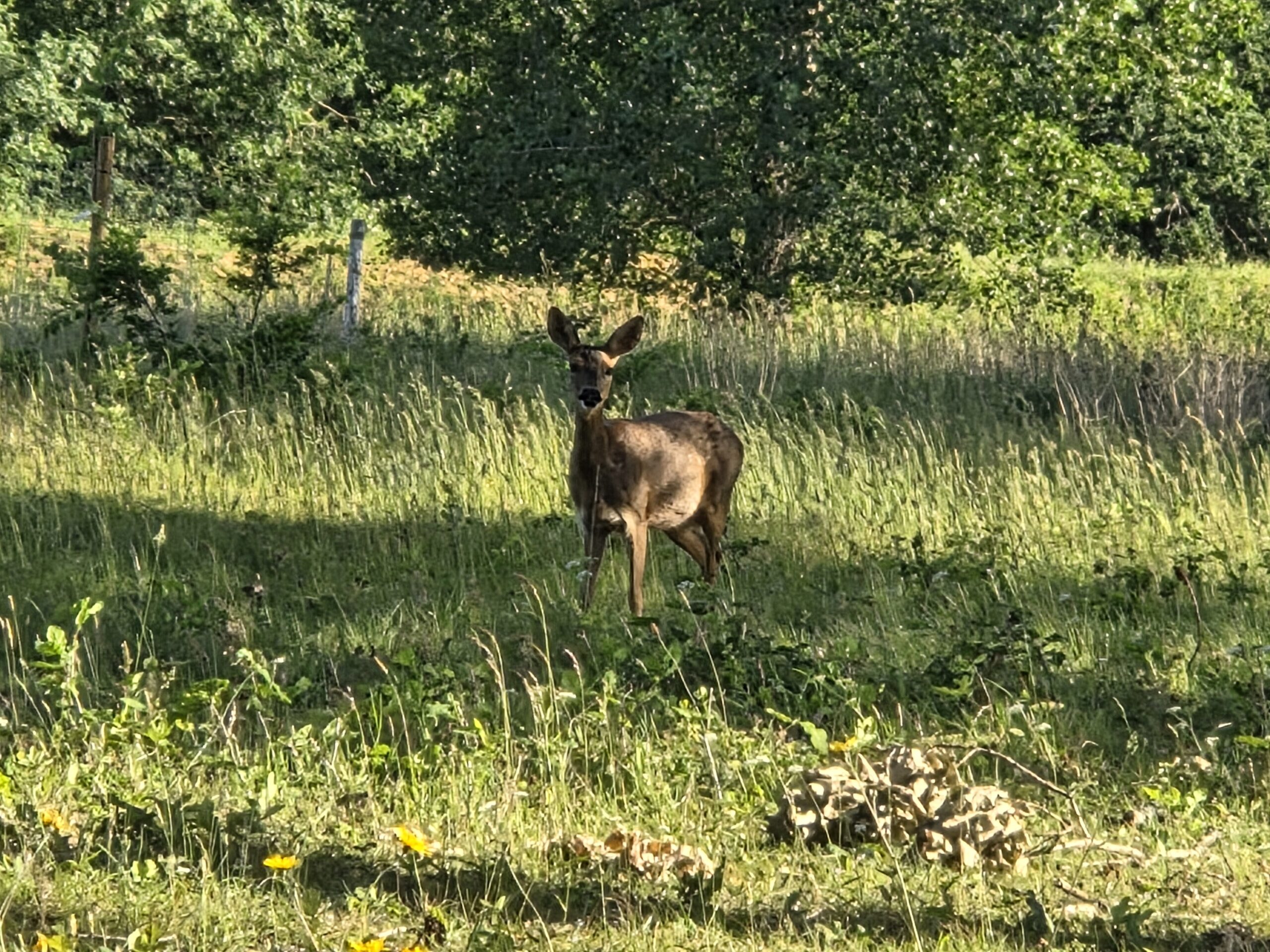 Deer 1 Deer 1
