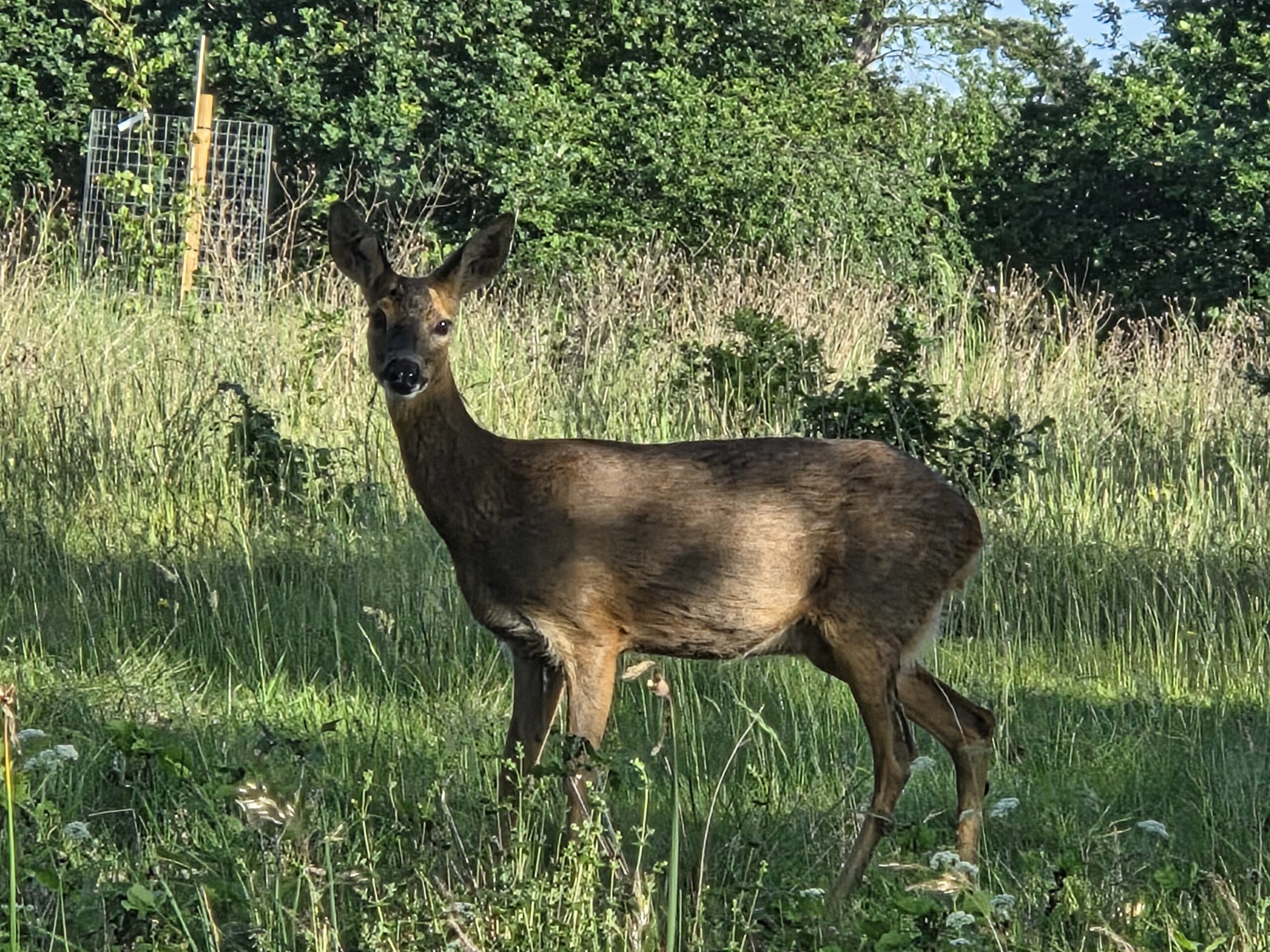 Deer 2 Deer 2