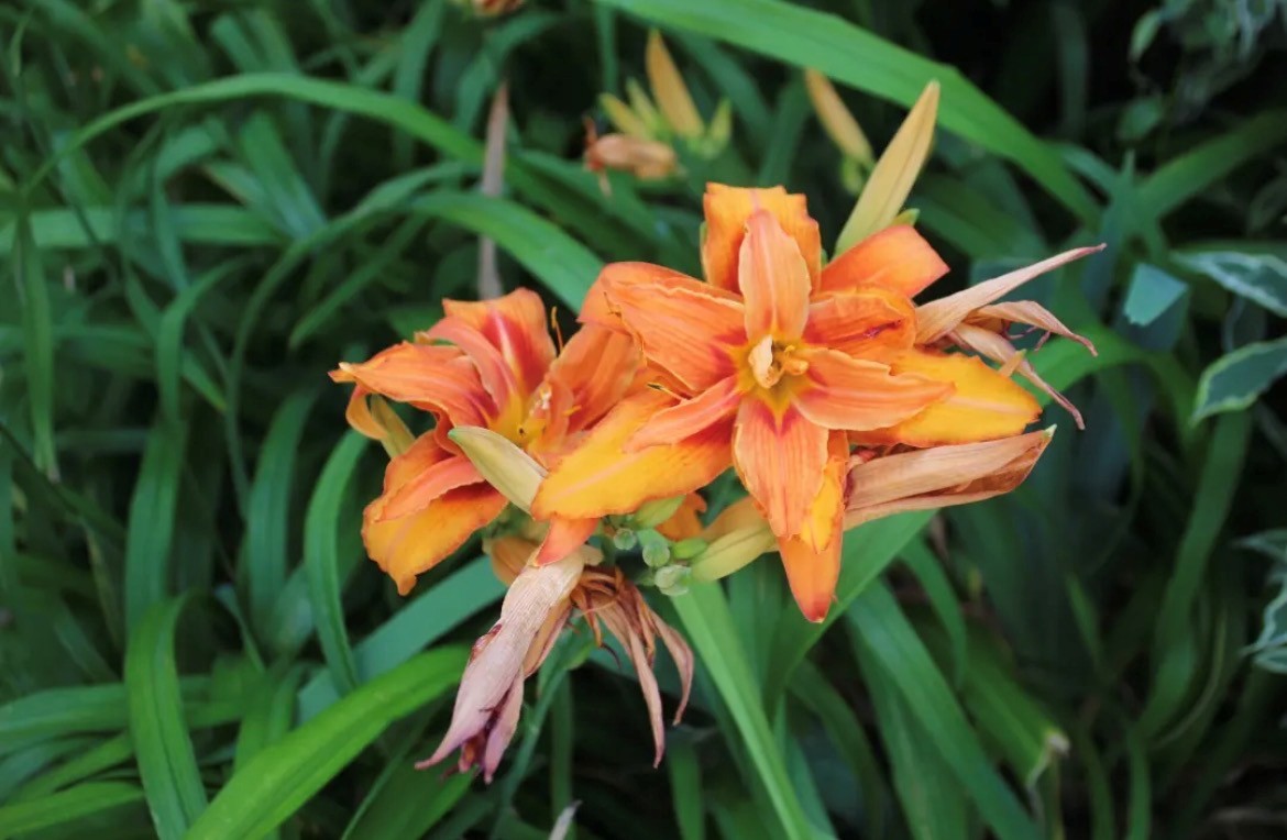 flower2