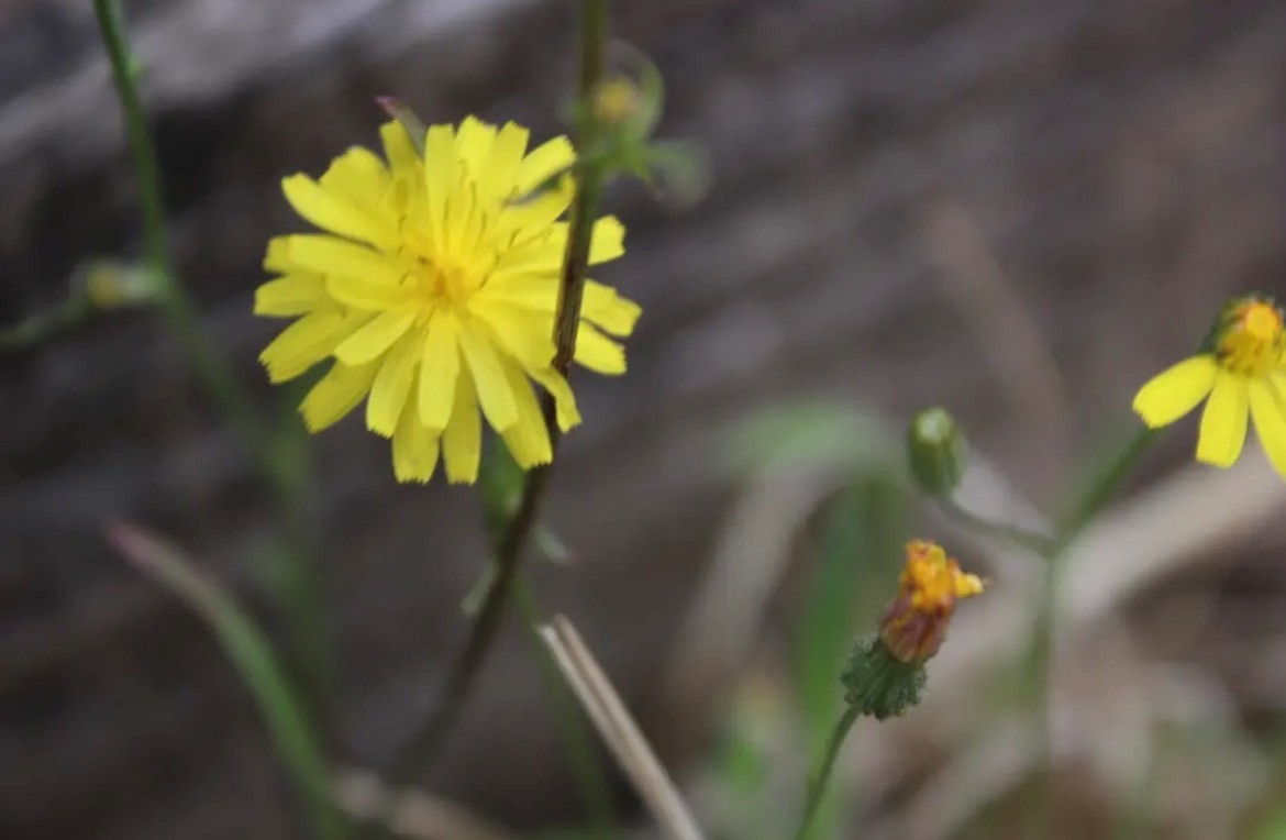 flower3 flower3